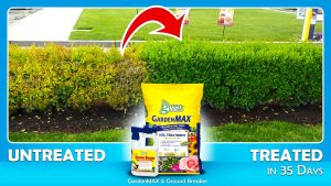 Ground Breaker™ & GardenMAX™ Before & After Pics of Treated Hedge