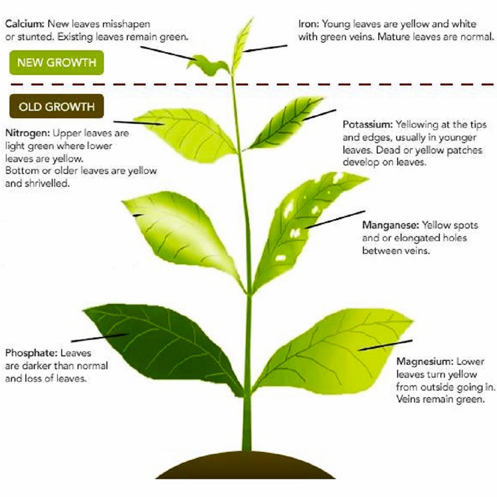 Use this guide to determine if your plant is lacking any of the essential nutrients.