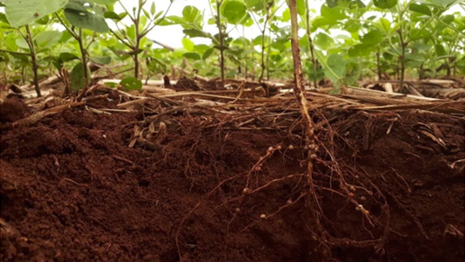 Rhizosphere is the area of soil that surrounds the roots of a plant and is altered by the plant's root growth