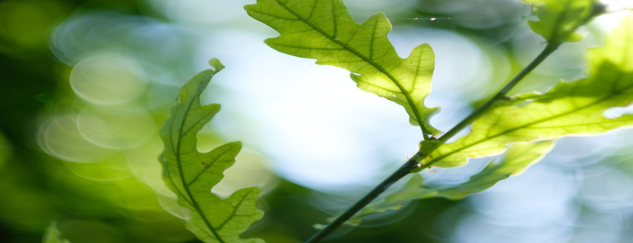 Why do plants need sulfur? Green As It Gets