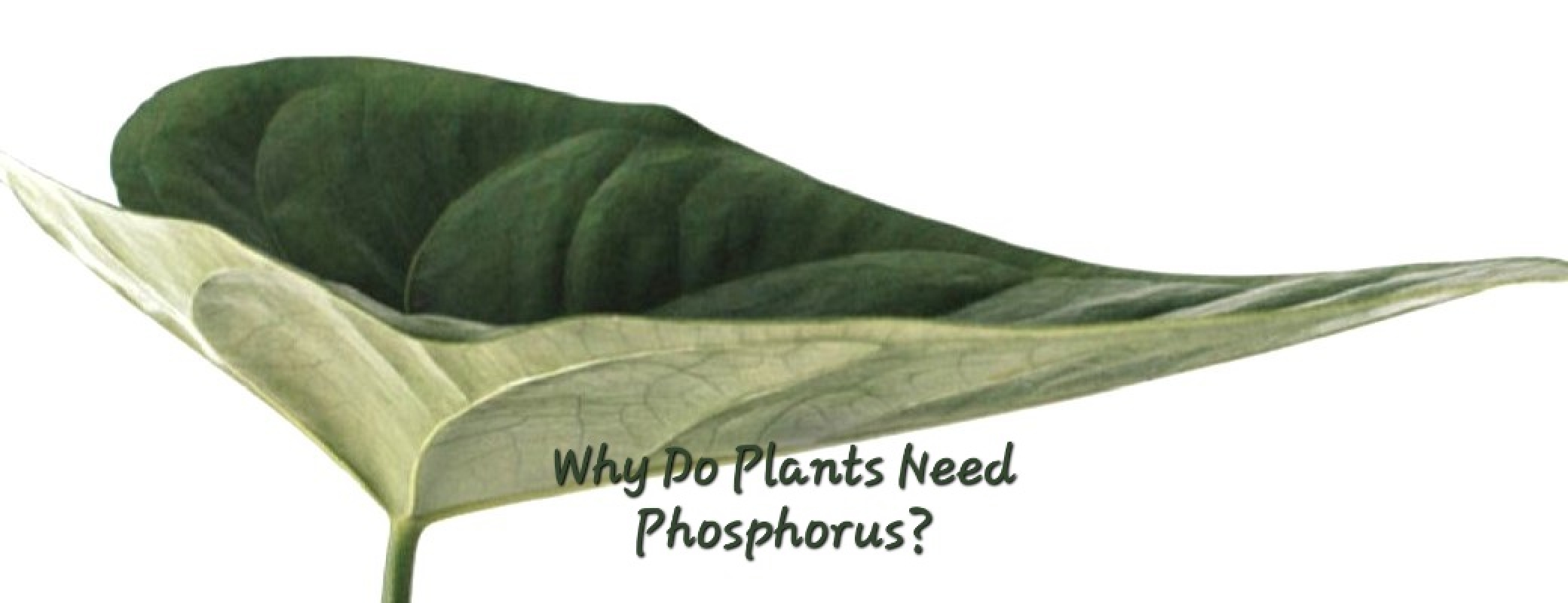 Why Do Plants Need Phosphorus?