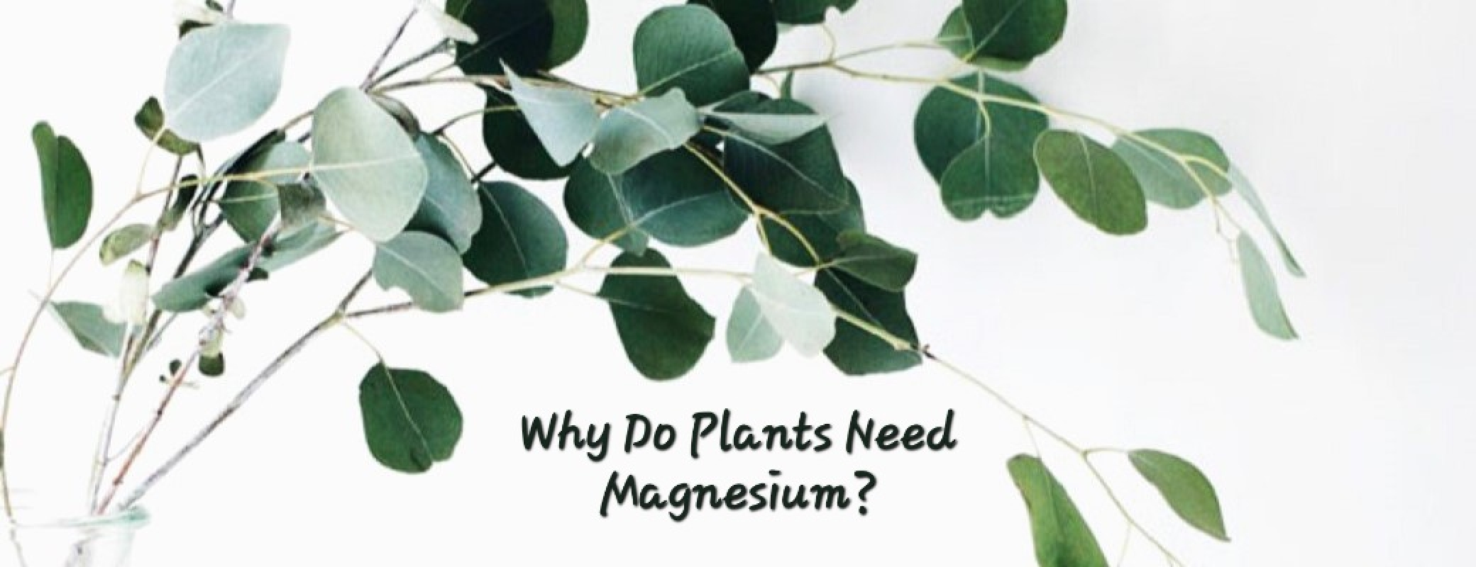 Why Do Plants Need Magnesium?